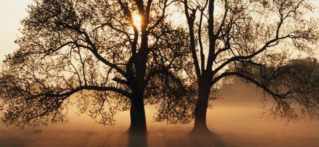 tree